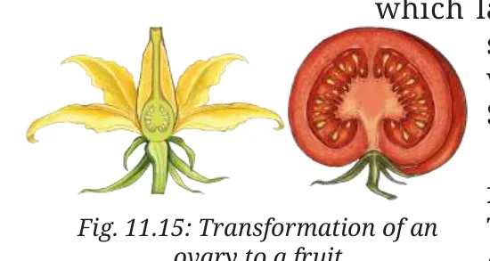 Fig 11.15