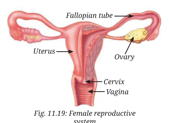 Fig 11.19