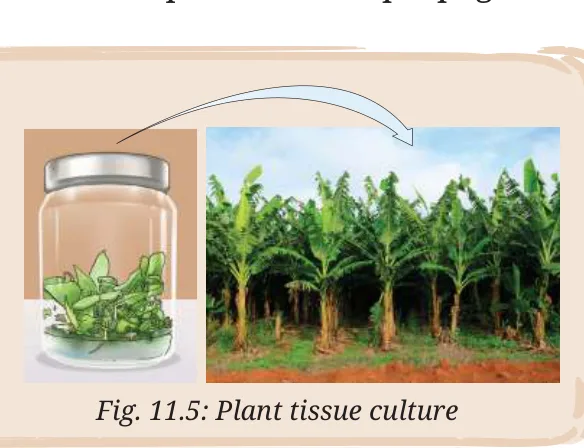 Fig 11.5